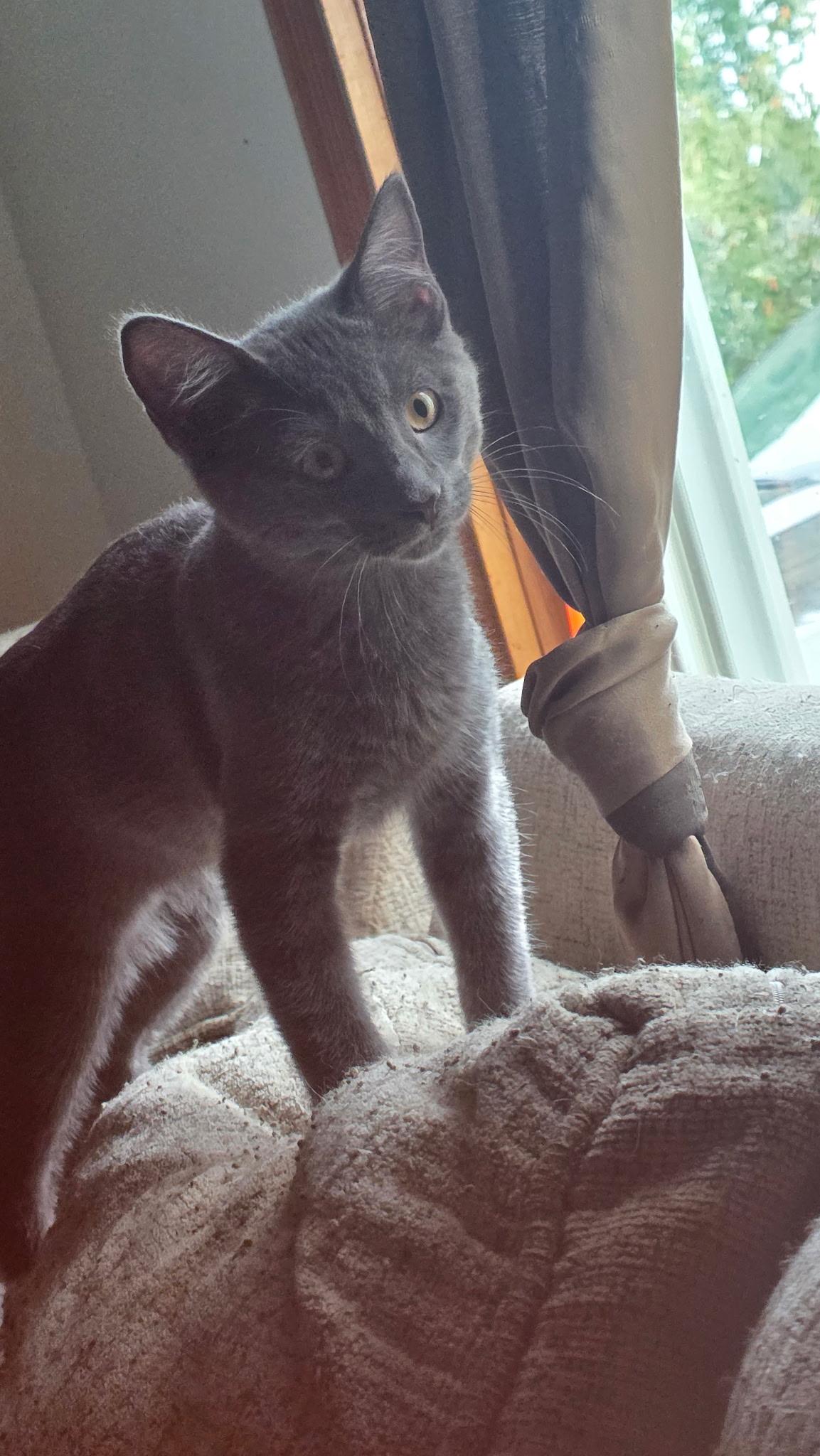 MEGATRON, Adoptable, Young Male Domestic Short Hair.