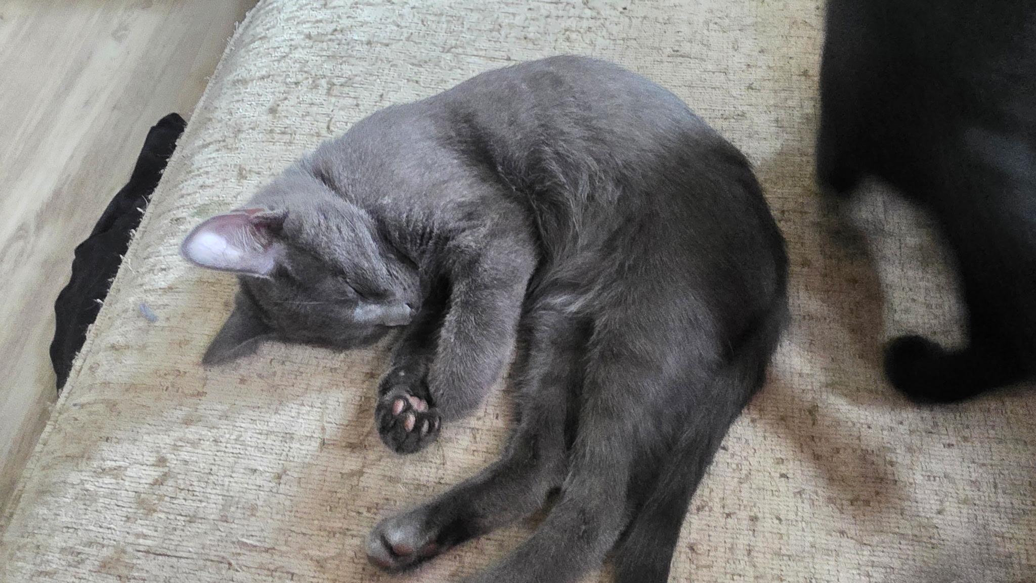 Enlarge MEGATRON, a Adoptable Domestic Short Hair in Chicago Ridge, IL image 2/4