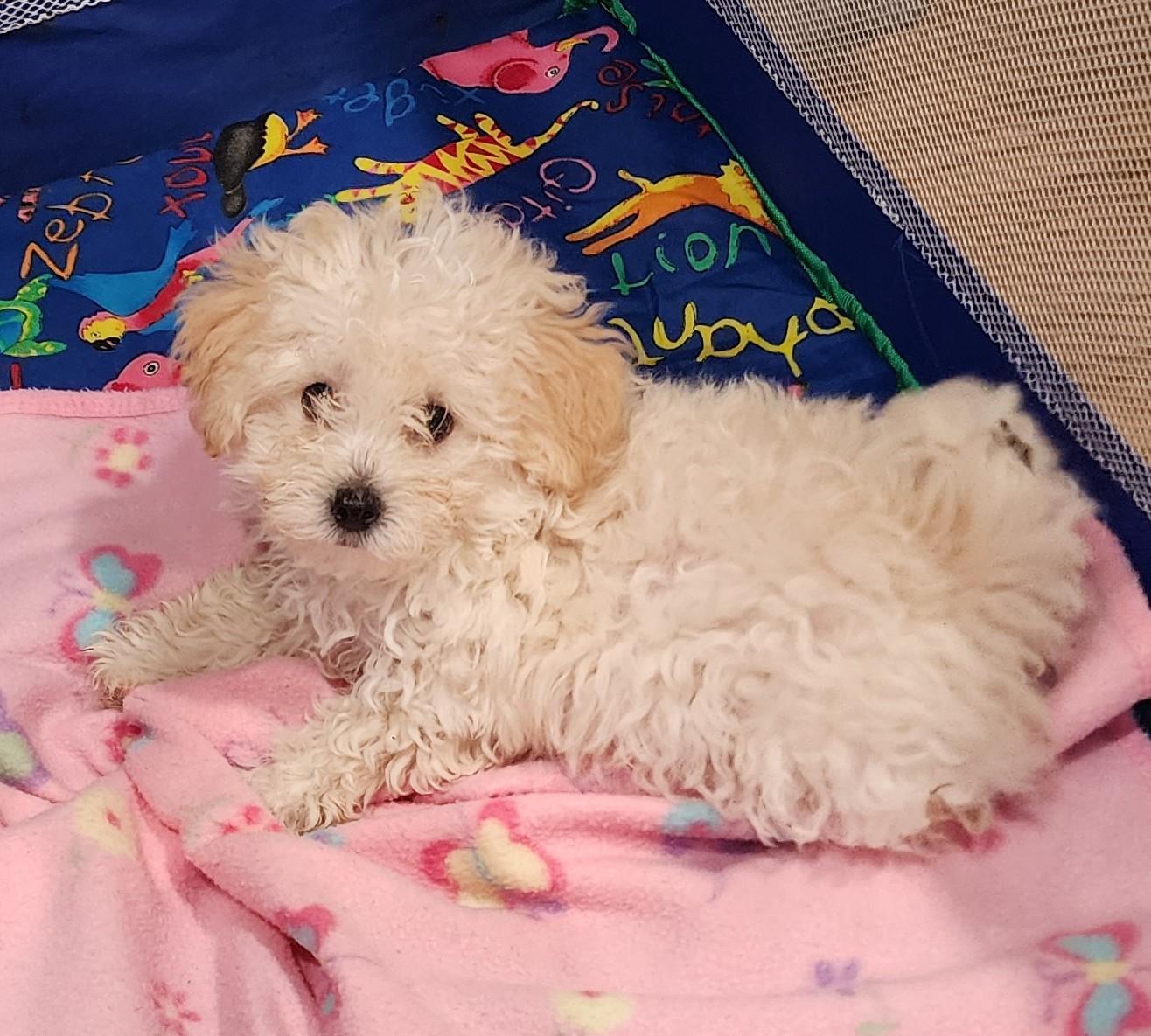 Katie, Adopted, Puppy Female Poodle & Maltipoo.