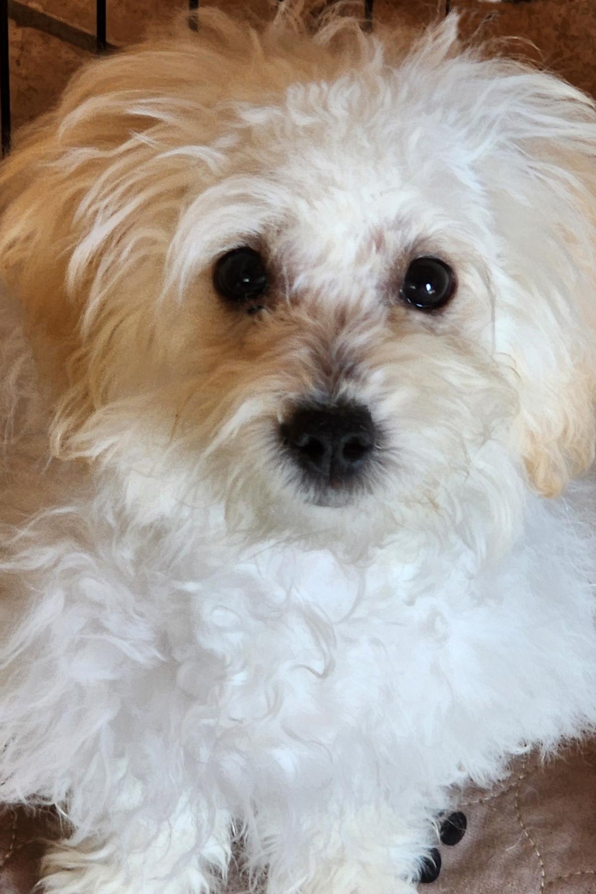 Katie, Adopted, Puppy Female Poodle & Maltipoo.