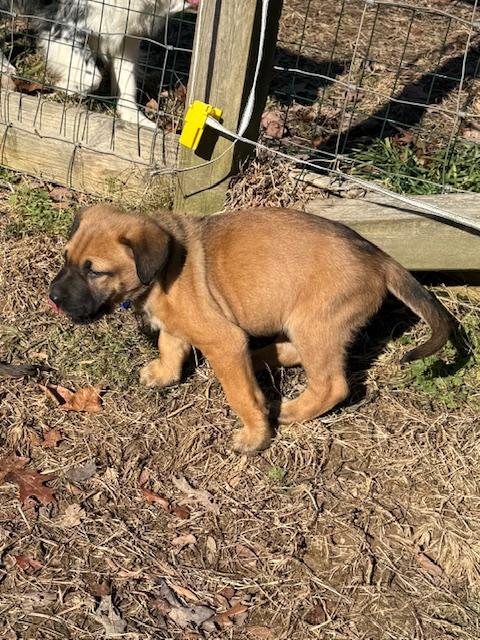 Bernard Elf thumbnail 2