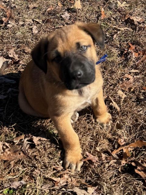 Bernard Elf thumbnail 3