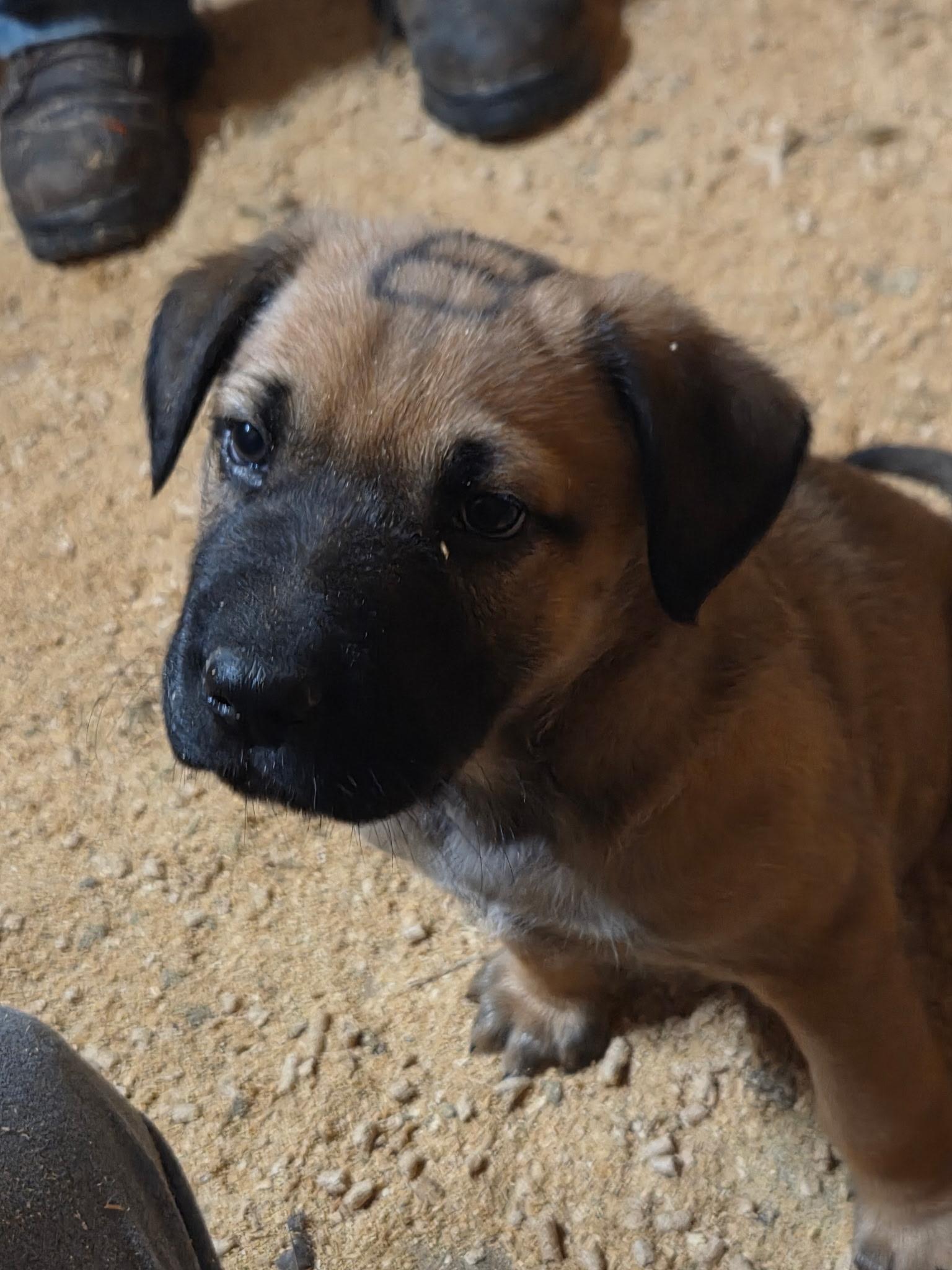 Bernard Elf thumbnail 4