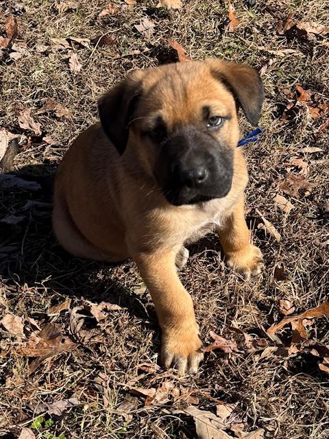 Bernard Elf thumbnail 6