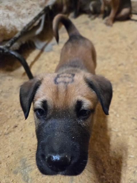 Bernard Elf thumbnail 7