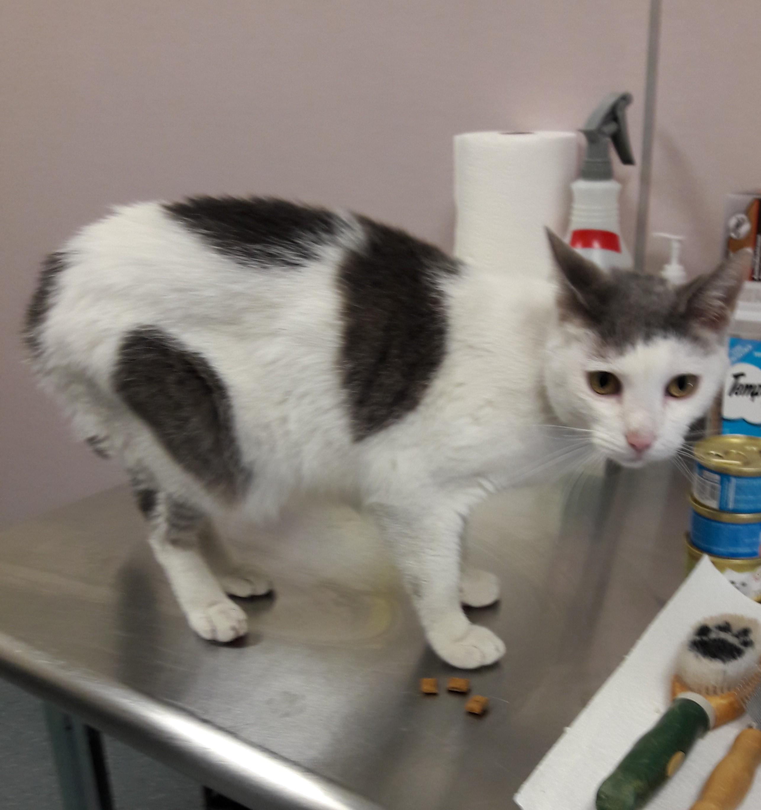 Enlarge Domino, a Adoptable Domestic Short Hair in Mesquite, NV image 2/4