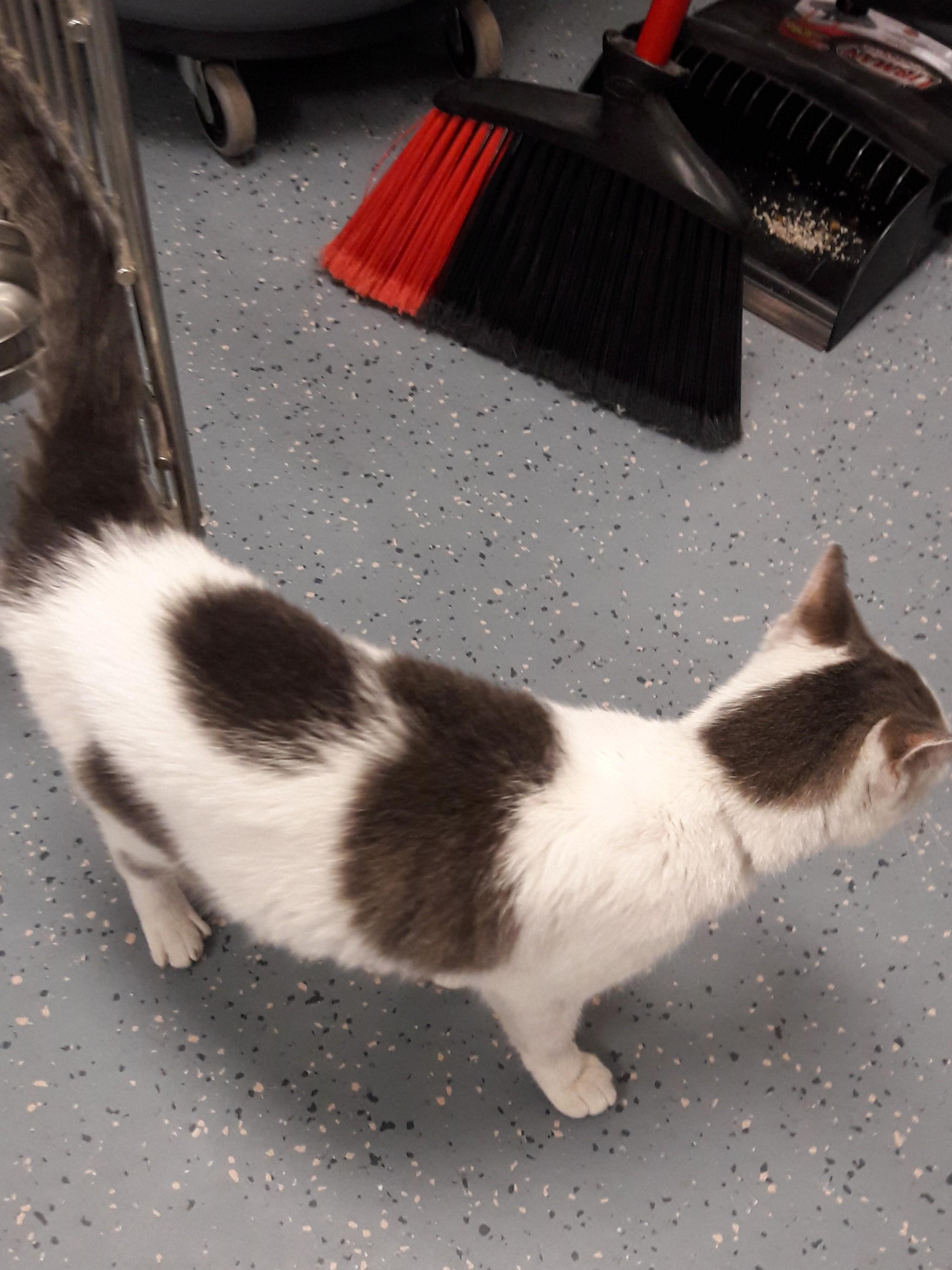 Enlarge Domino, a Adoptable Domestic Short Hair in Mesquite, NV image 3/4