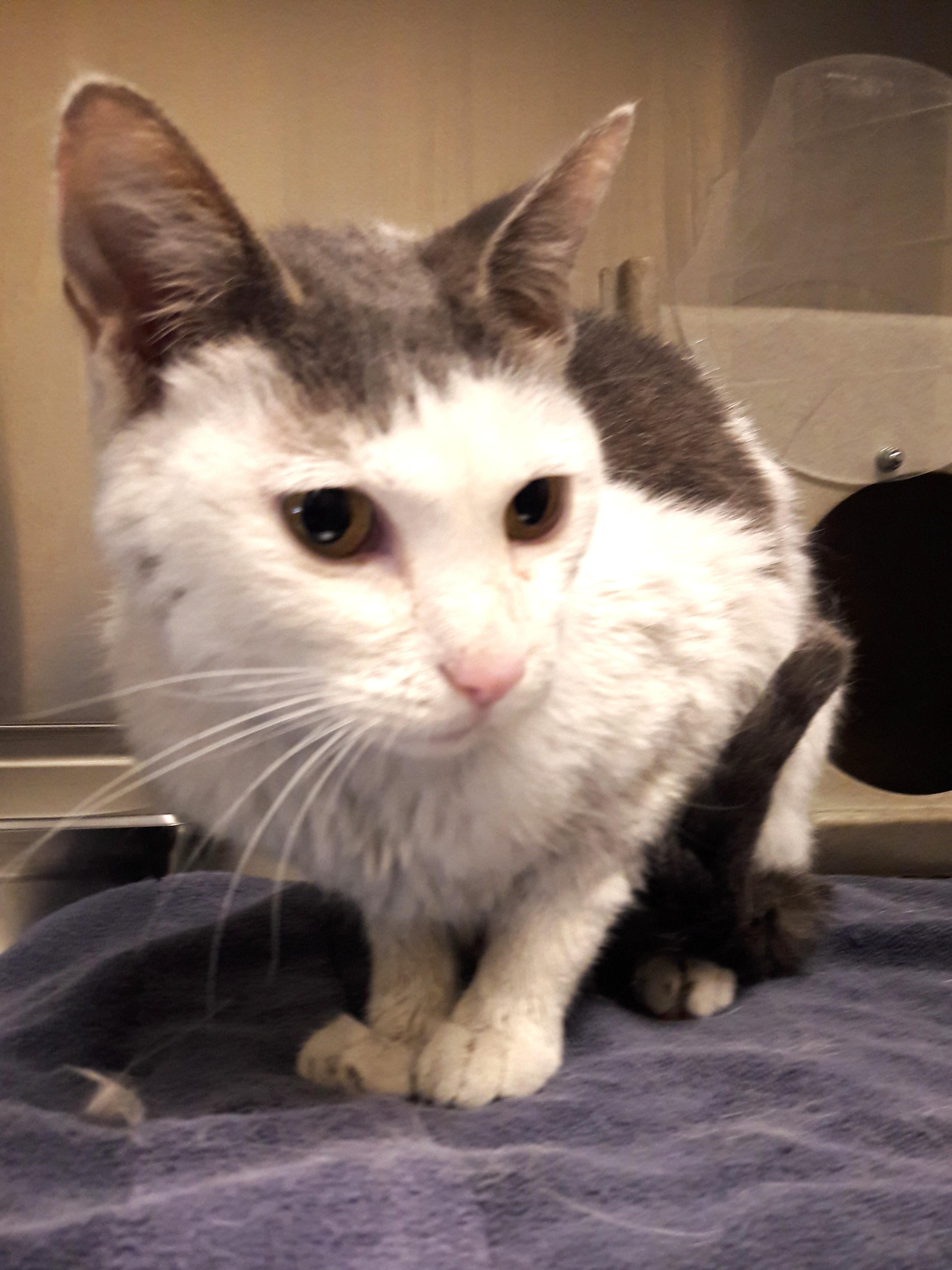 Enlarge Domino, a Adoptable Domestic Short Hair in Mesquite, NV image 4/4