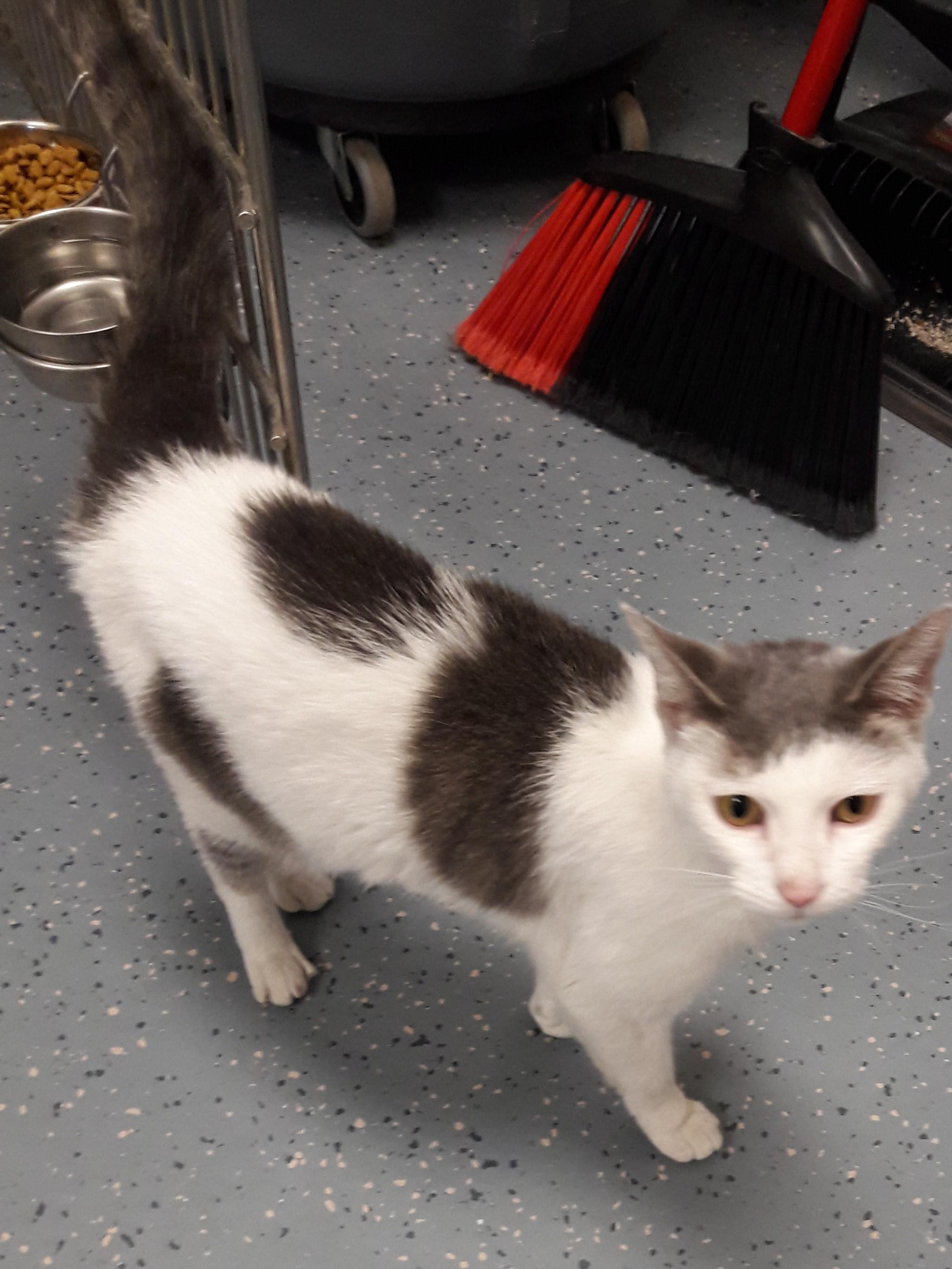 Domino, Adoptable, Young Female Domestic Short Hair.