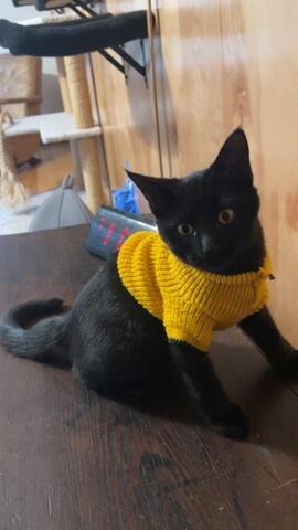 Priscilla, Adopted, Young Female Domestic Long Hair.