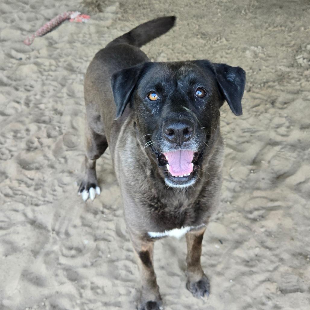 Iris, Senior Female Black Labrador Retriever