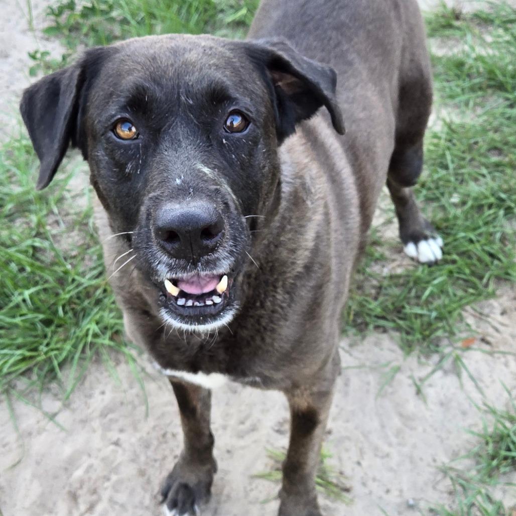 Enlarge Iris, a Adoptable mixed breed in Ocala, FL image 4/5