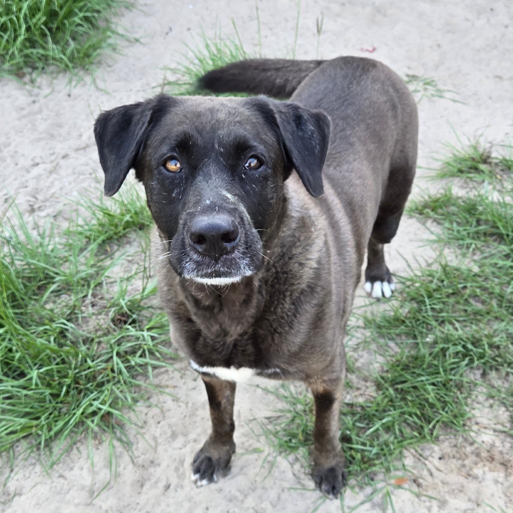 Enlarge Iris, a Adoptable mixed breed in Ocala, FL image 5/5