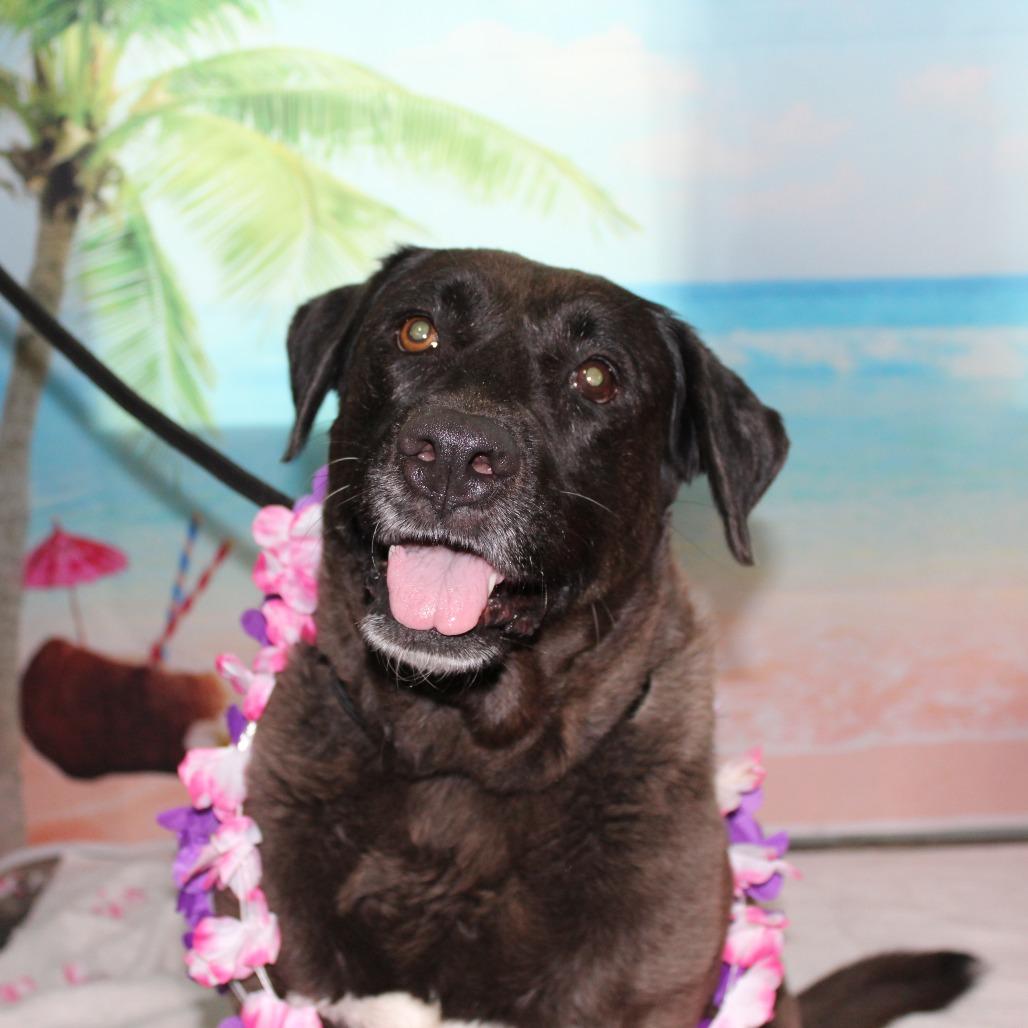 Enlarge Iris, a Adoptable mixed breed in Ocala, FL image 3/5