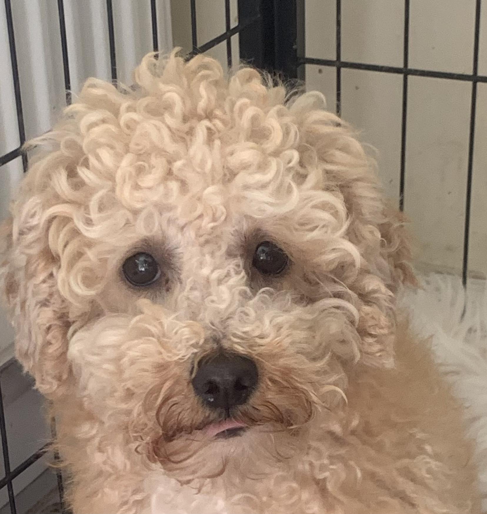 Champ, ADOPTABLE, Adult Male Miniature Poodle.