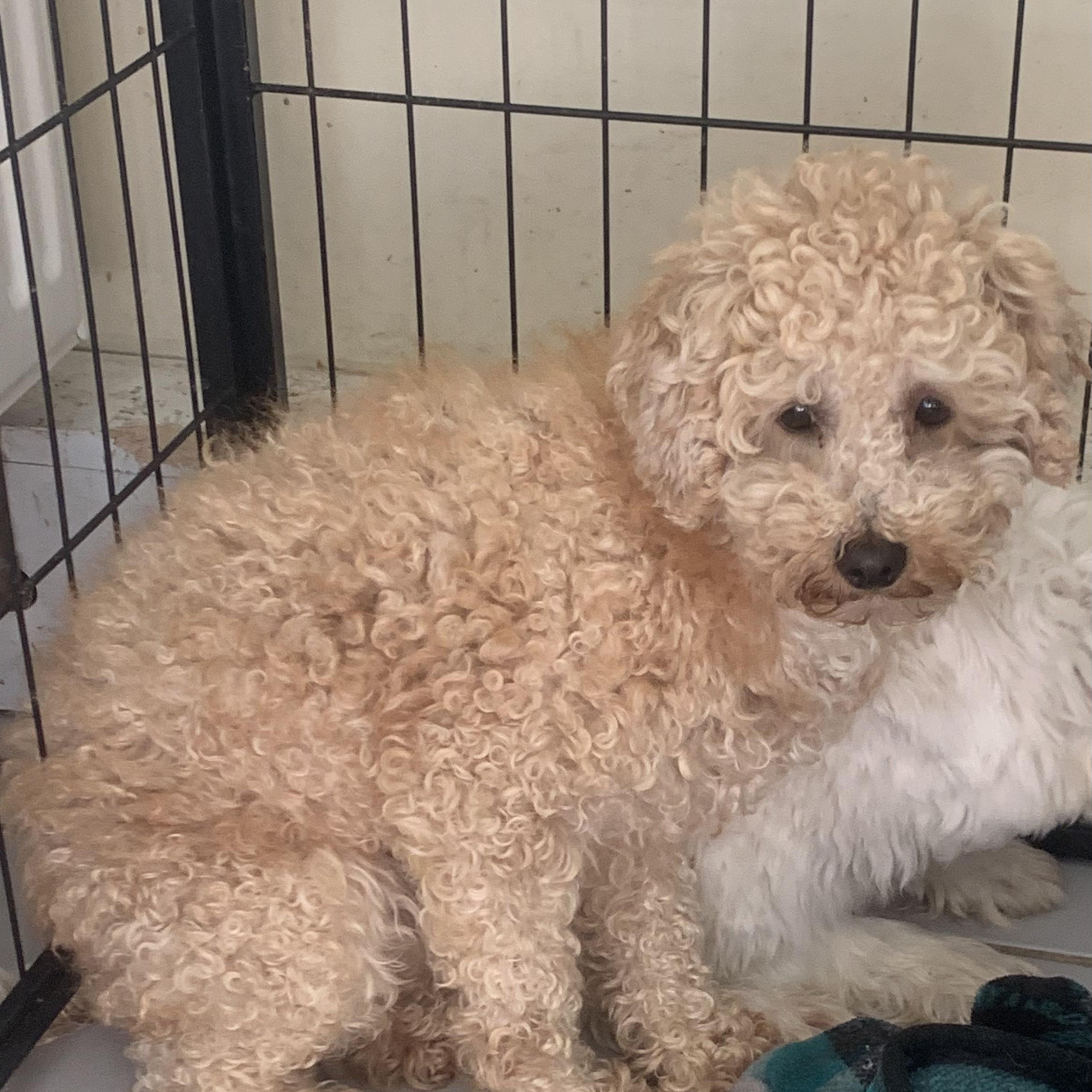 Champ, a ADOPTABLE Miniature Poodle in Danville, VT image 2/2