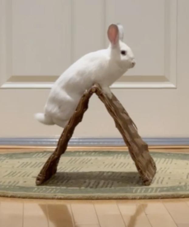 Green, Adoptable, Young Male New Zealand & Bunny Rabbit.