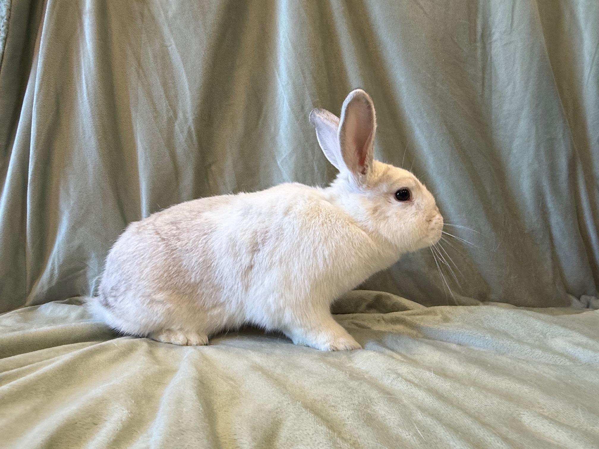 Enlarge Green, a Adoptable mixed breed in Rancho Cordova, CA image 4/6