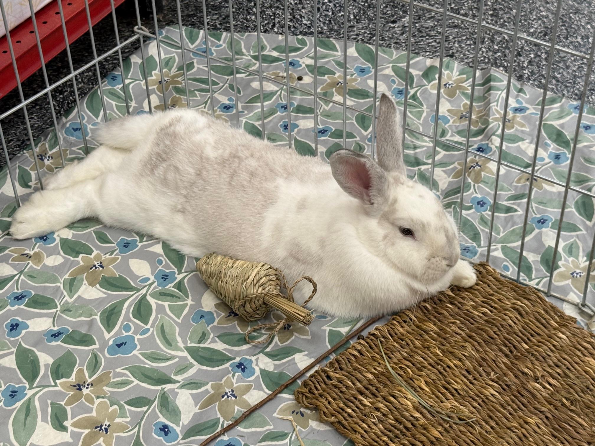 Enlarge Green, a Adoptable mixed breed in Rancho Cordova, CA image 5/6