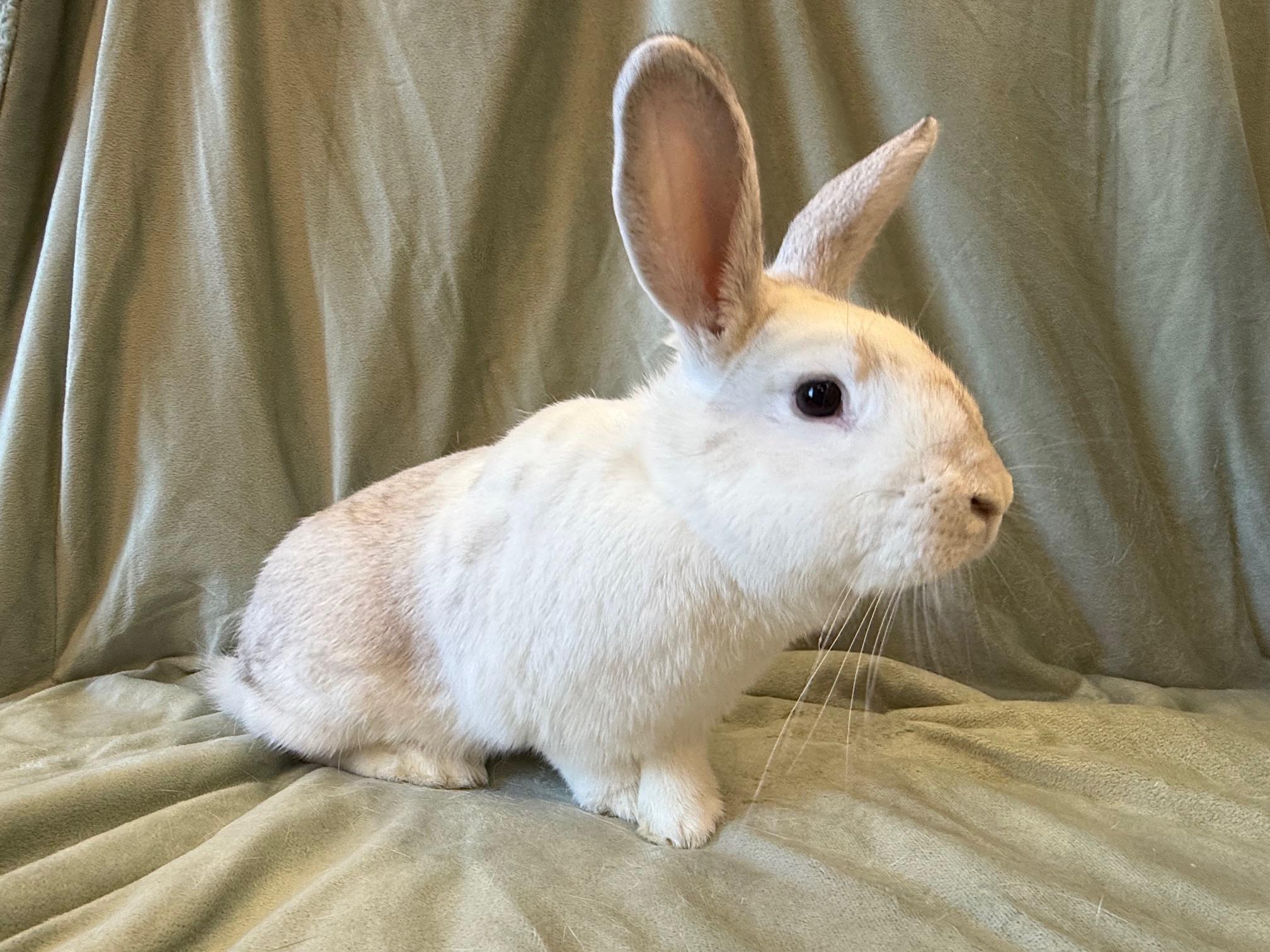 Enlarge Green, a Adoptable mixed breed in Rancho Cordova, CA image 2/6