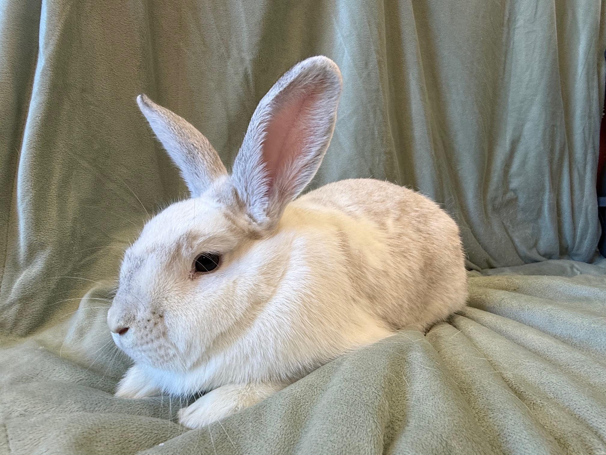 Enlarge Green, a Adoptable mixed breed in Rancho Cordova, CA image 3/6