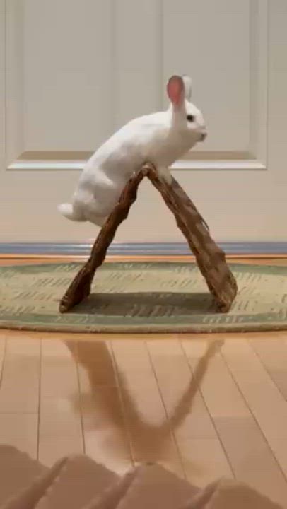 Enlarge Green, a Adoptable mixed breed in Rancho Cordova, CA video 6/6