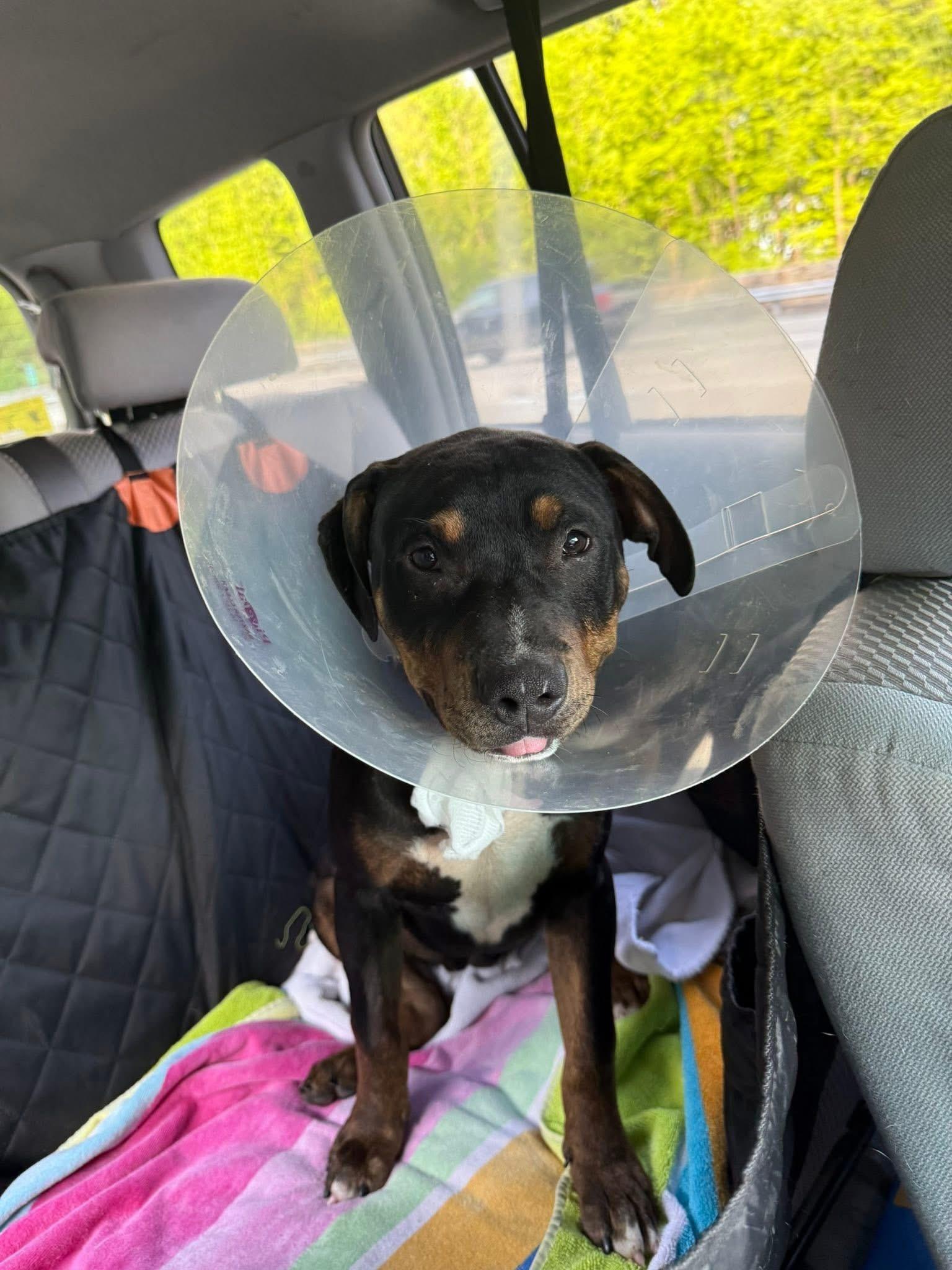 Buster, a ADOPTABLE mixed breed in Jackson , NJ image 2/4