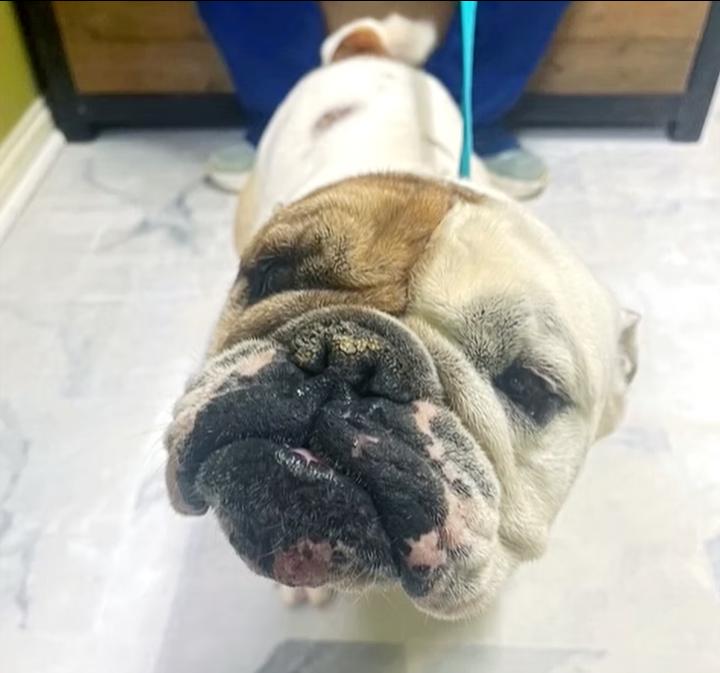 Enlarge Otis, an adopted English Bulldog in Columbia, KY image 4/4