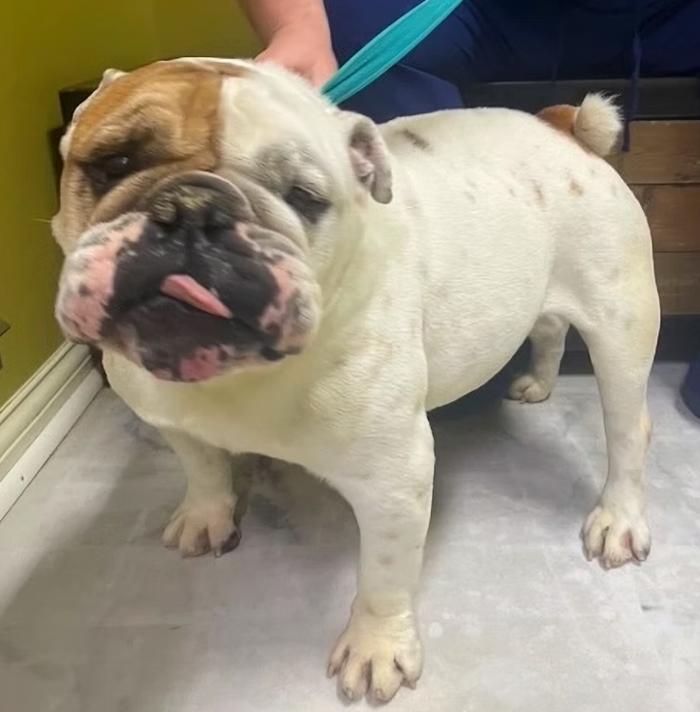 Otis, adopted, Senior Male English Bulldog.