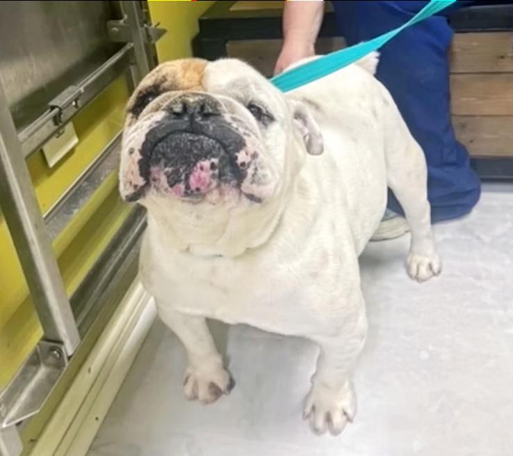 Enlarge Otis, an adopted English Bulldog in Columbia, KY image 3/4