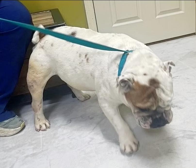 Enlarge Otis, an adopted English Bulldog in Columbia, KY image 2/4