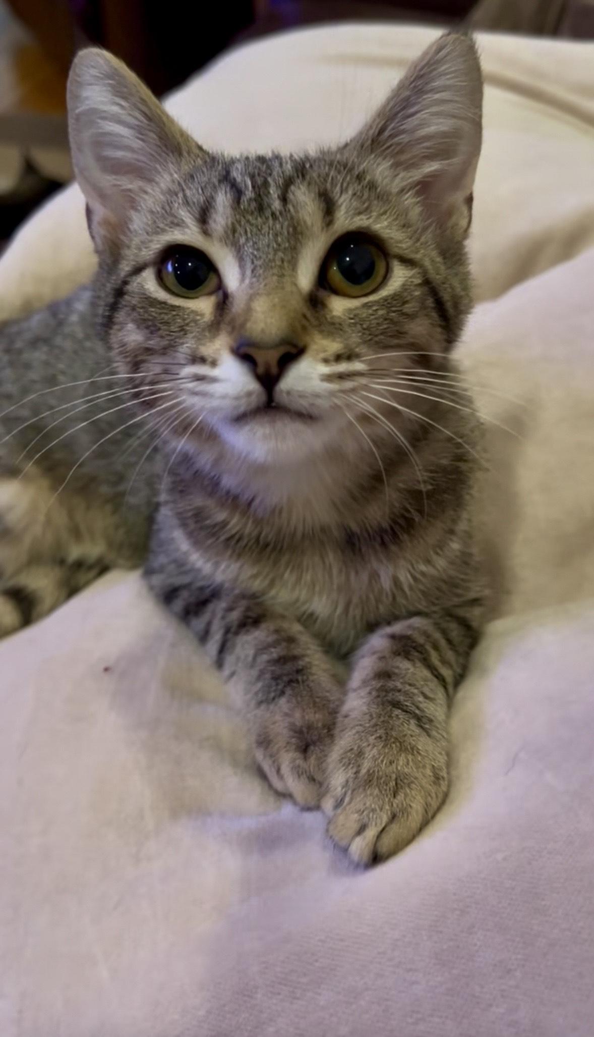 Papaya, a Adoptable Tabby in Hixson, TN image 4/6