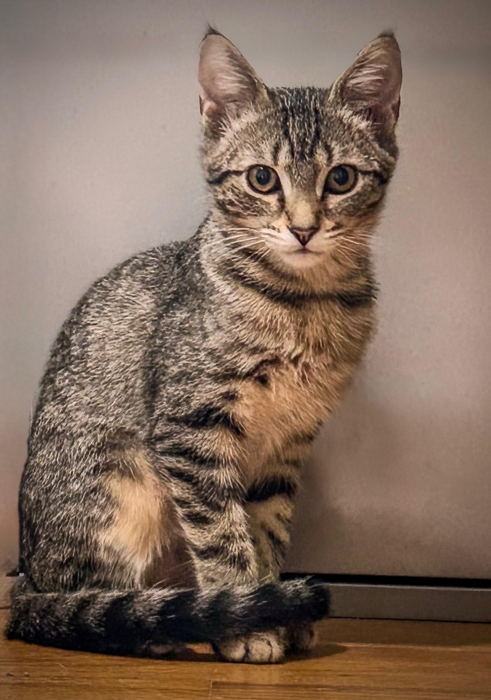 Papaya, a Adoptable Tabby in Hixson, TN image 5/6