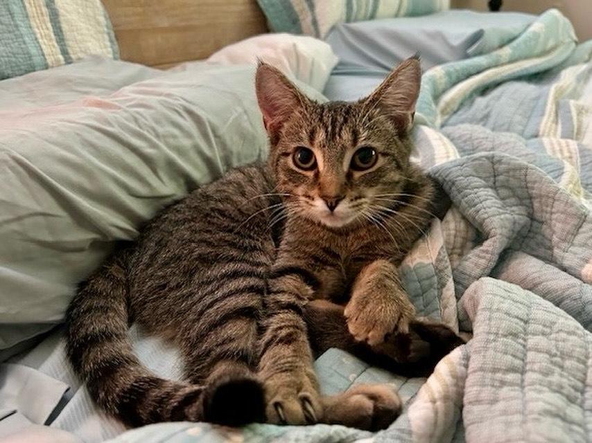 Papaya, Adoptable, Kitten Female Tabby.