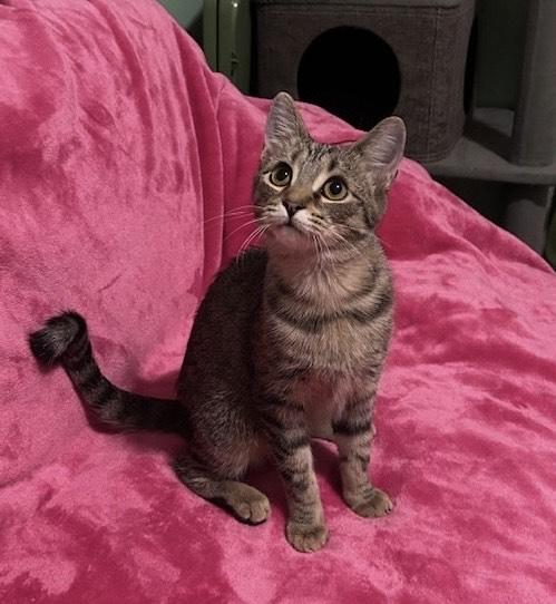 Papaya, a Adoptable Tabby in Hixson, TN image 2/6