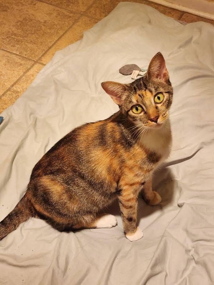 Mama Coco, Adoptable, Adult Female Tabby.