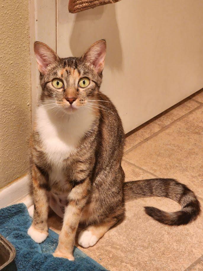 Mama Coco, Adoptable, Adult Female Tabby.