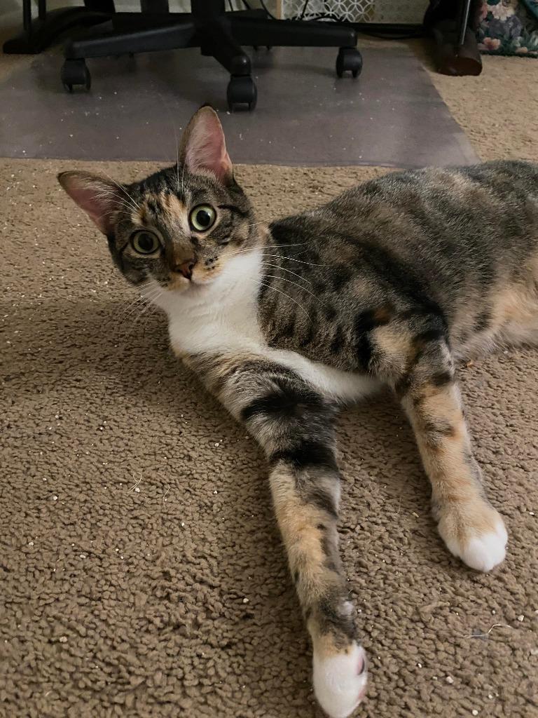 Mama Coco, Adoptable, Adult Female Tabby.