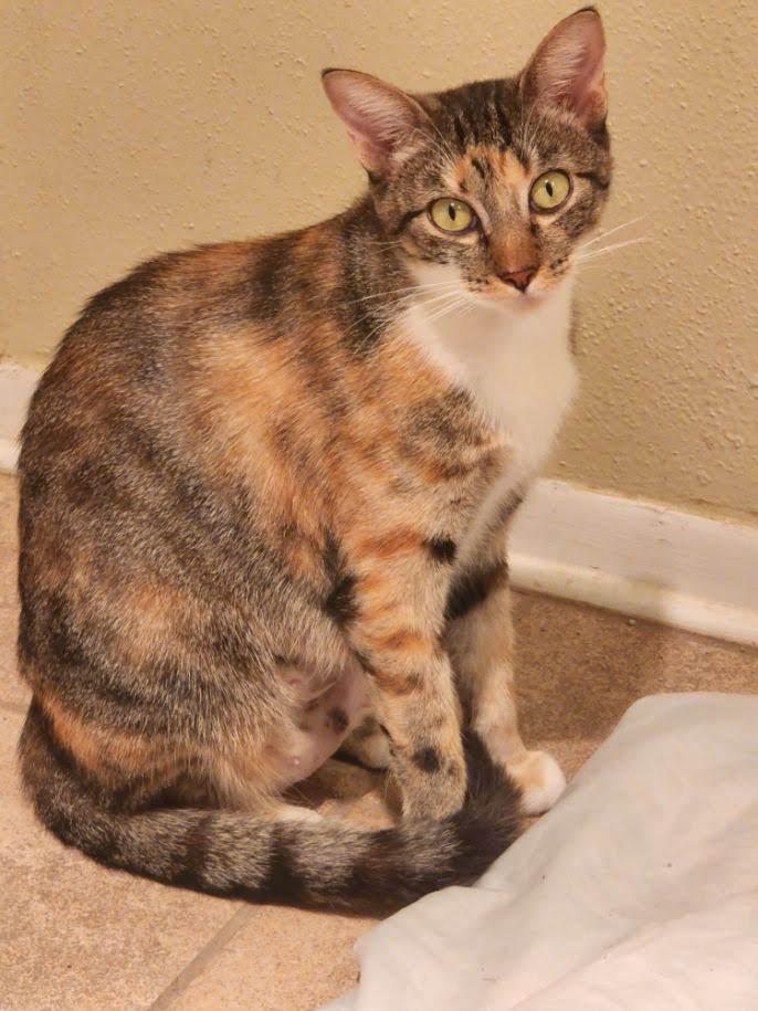 Enlarge Mama Coco, a Adoptable Tabby in San Antonio, TX image 2/6
