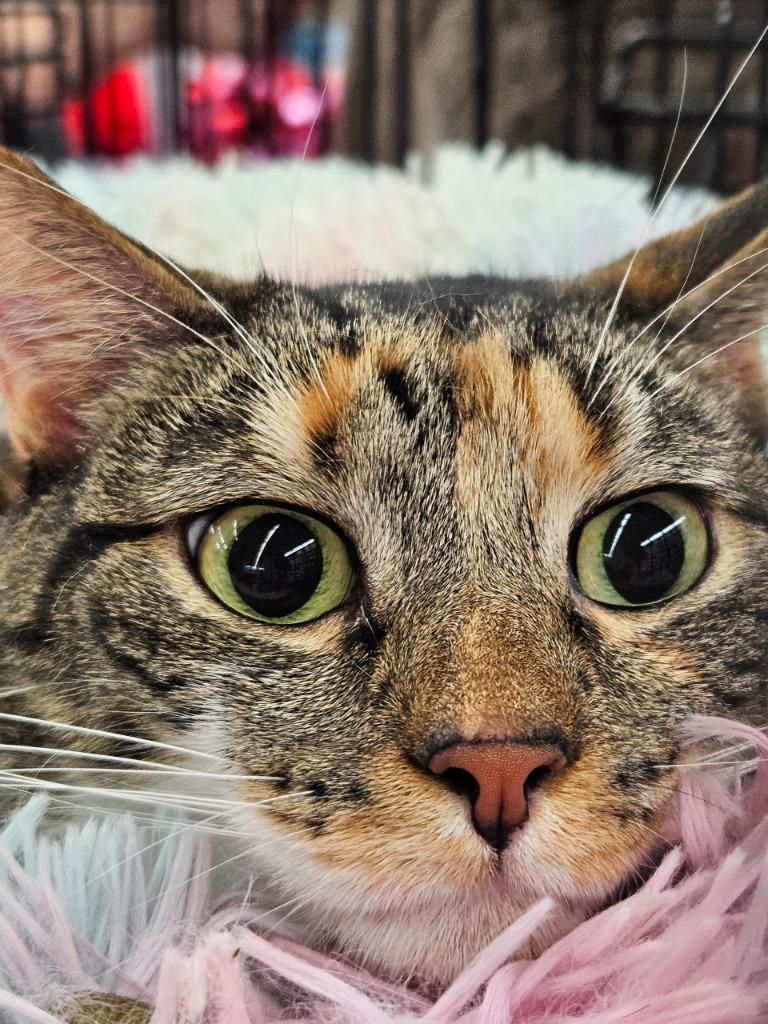 Enlarge Mama Coco, a Adoptable Tabby in San Antonio, TX image 1/5