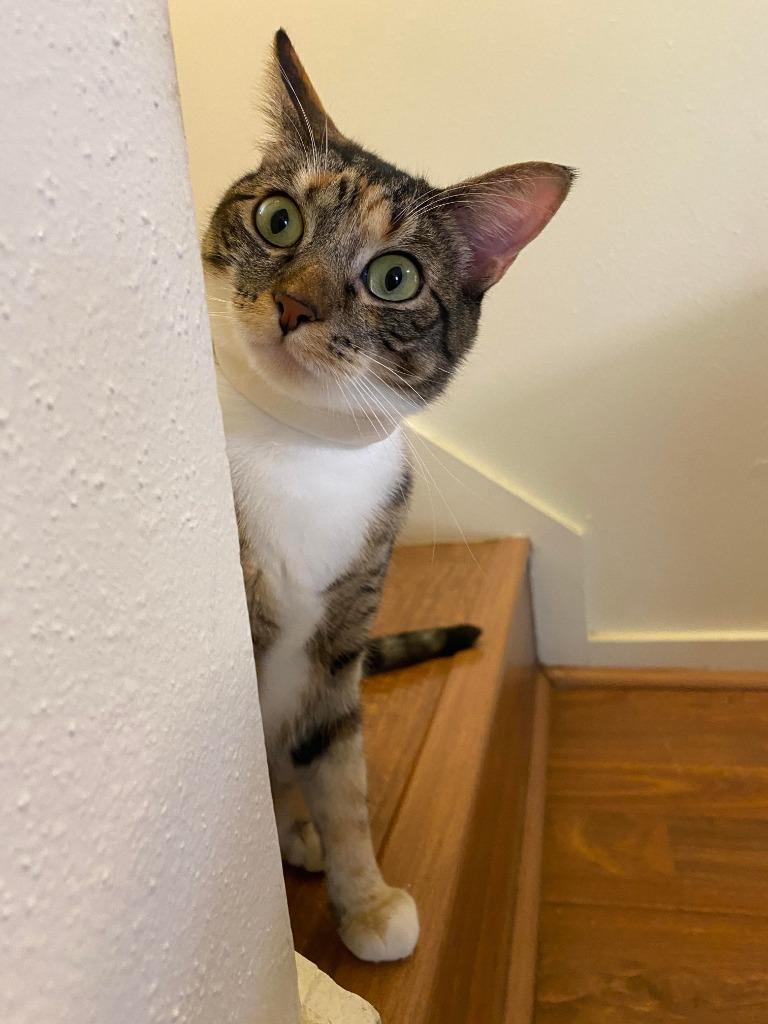 Enlarge Mama Coco, a Adoptable Tabby in San Antonio, TX image 5/6