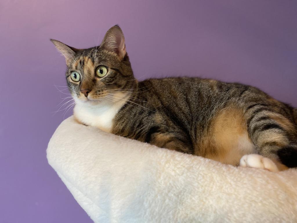 Enlarge Mama Coco, a Adoptable Tabby in San Antonio, TX image 2/5