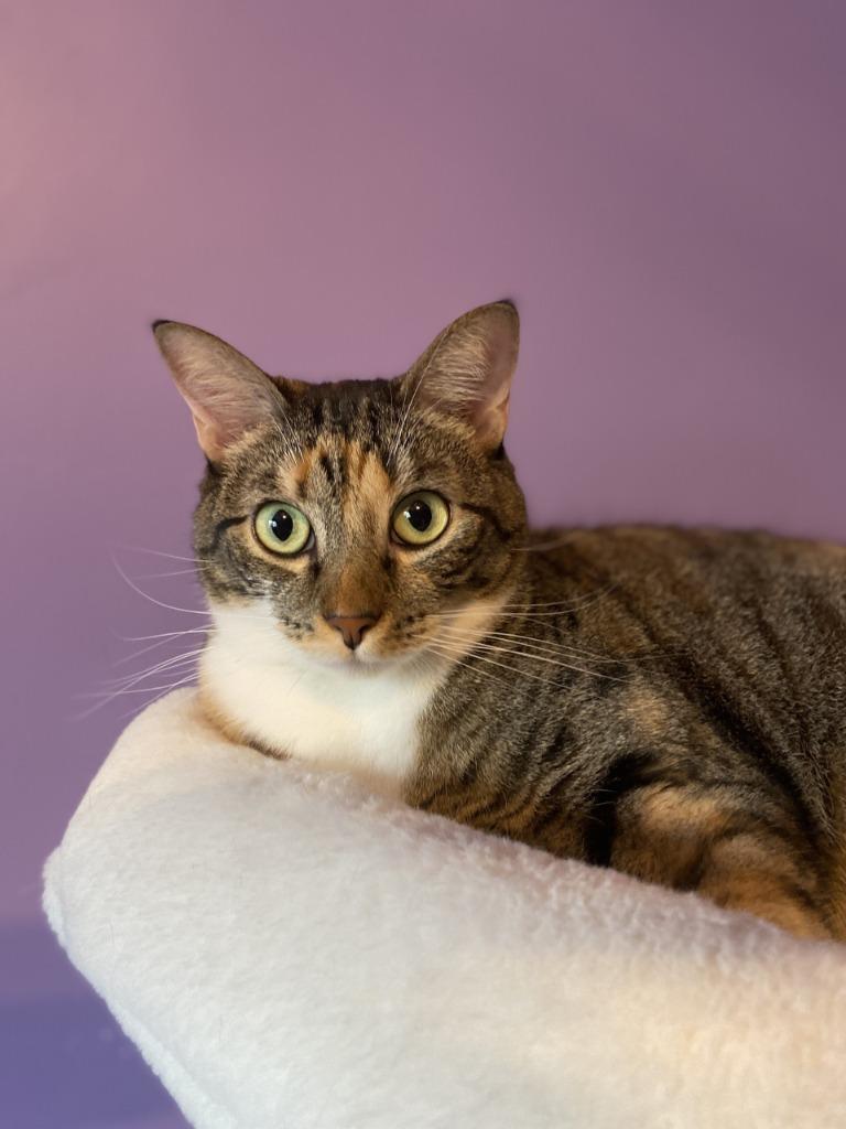 Mama Coco, Adoptable, Adult Female Tabby.