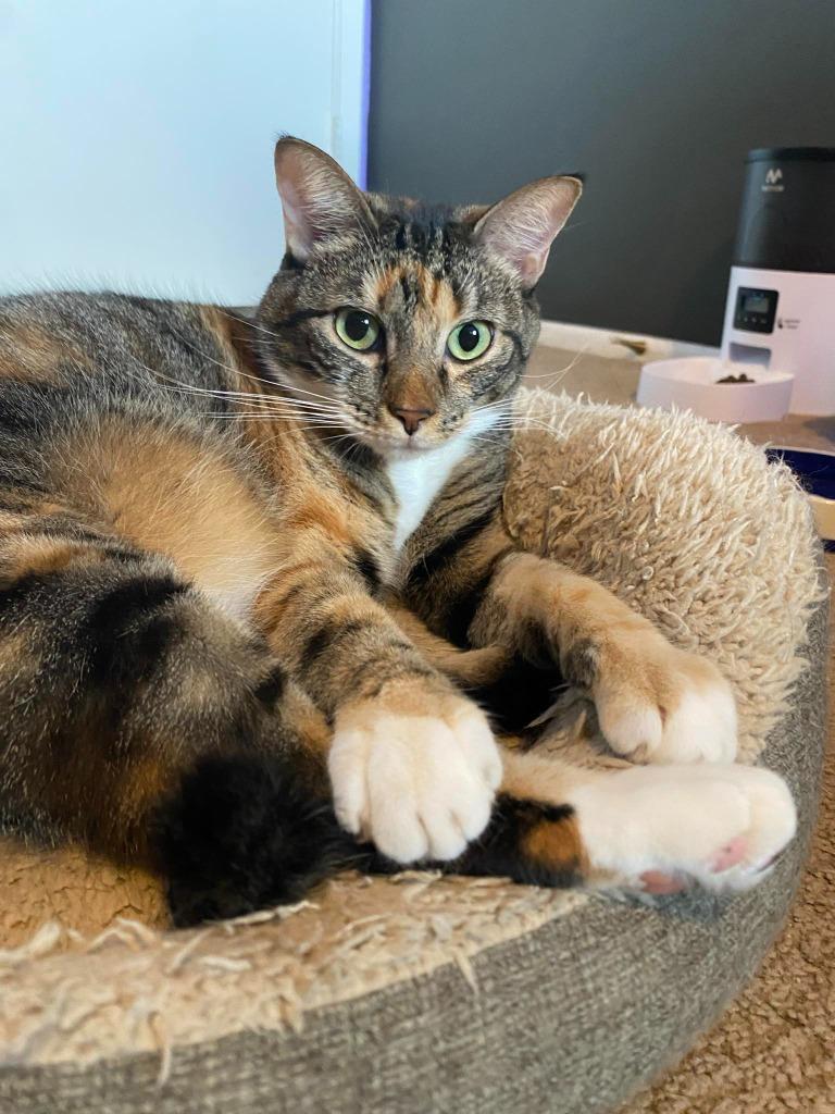 Enlarge Mama Coco, a Adoptable Tabby in San Antonio, TX image 4/5