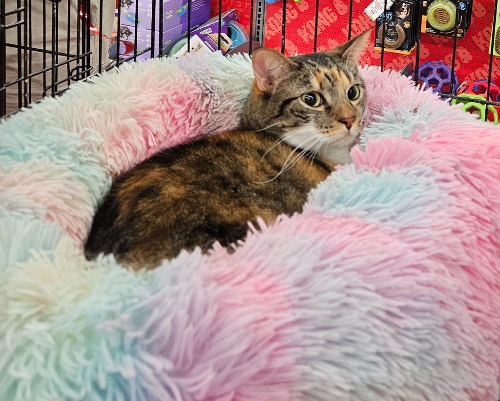 Enlarge Mama Coco, a Adoptable Tabby in San Antonio, TX image 5/5