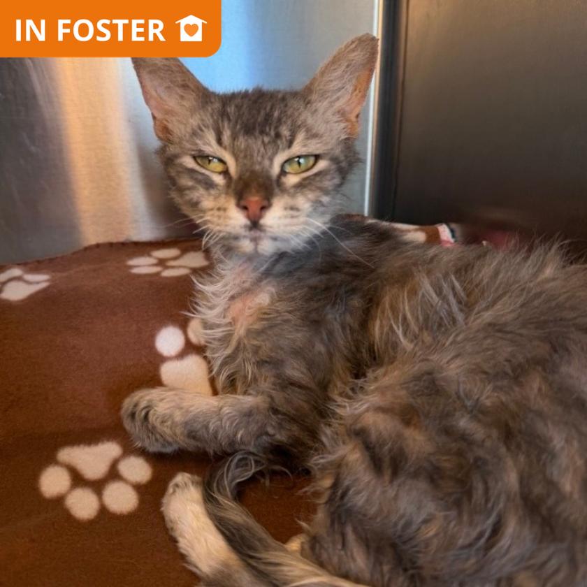 Stapes, Adoptable, Adult Female Domestic Short Hair.