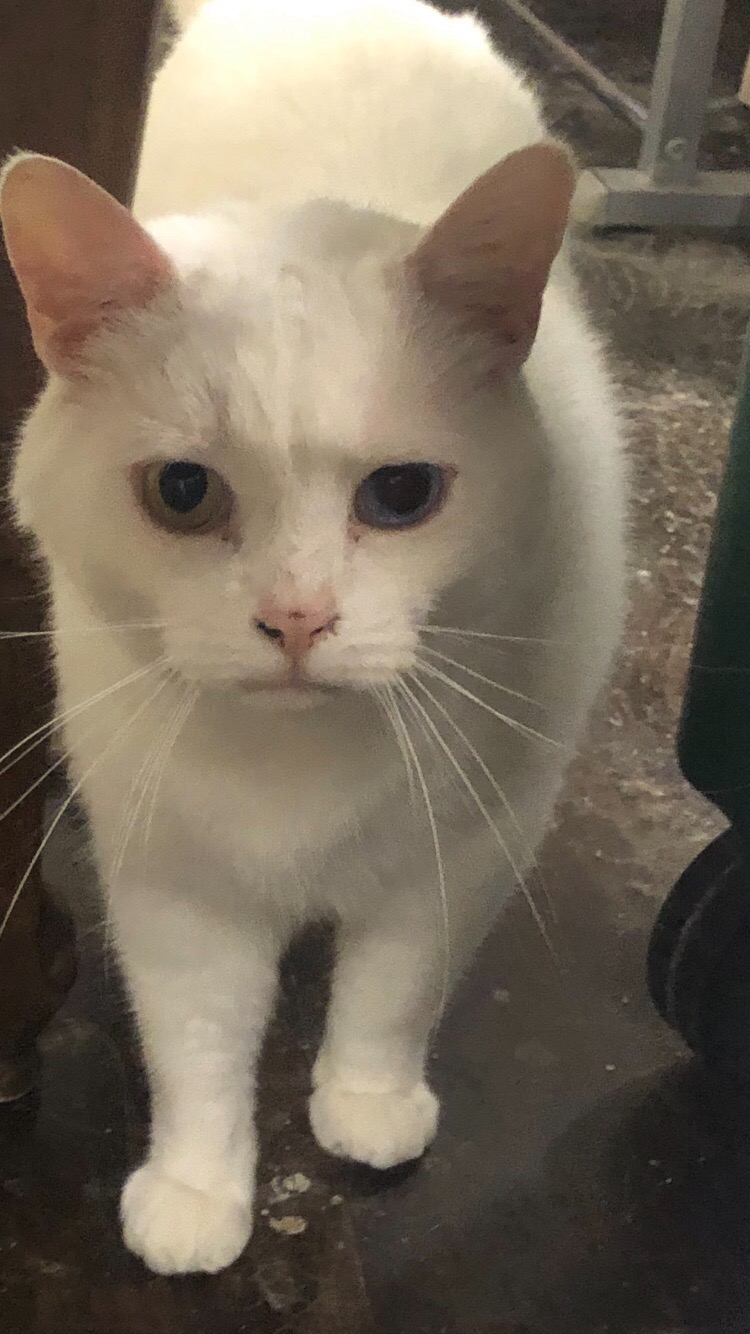 Bazil, an adoptable Domestic Short Hair in Saint-Calixte, QC, J0K 1Z0 | Photo Image 1
