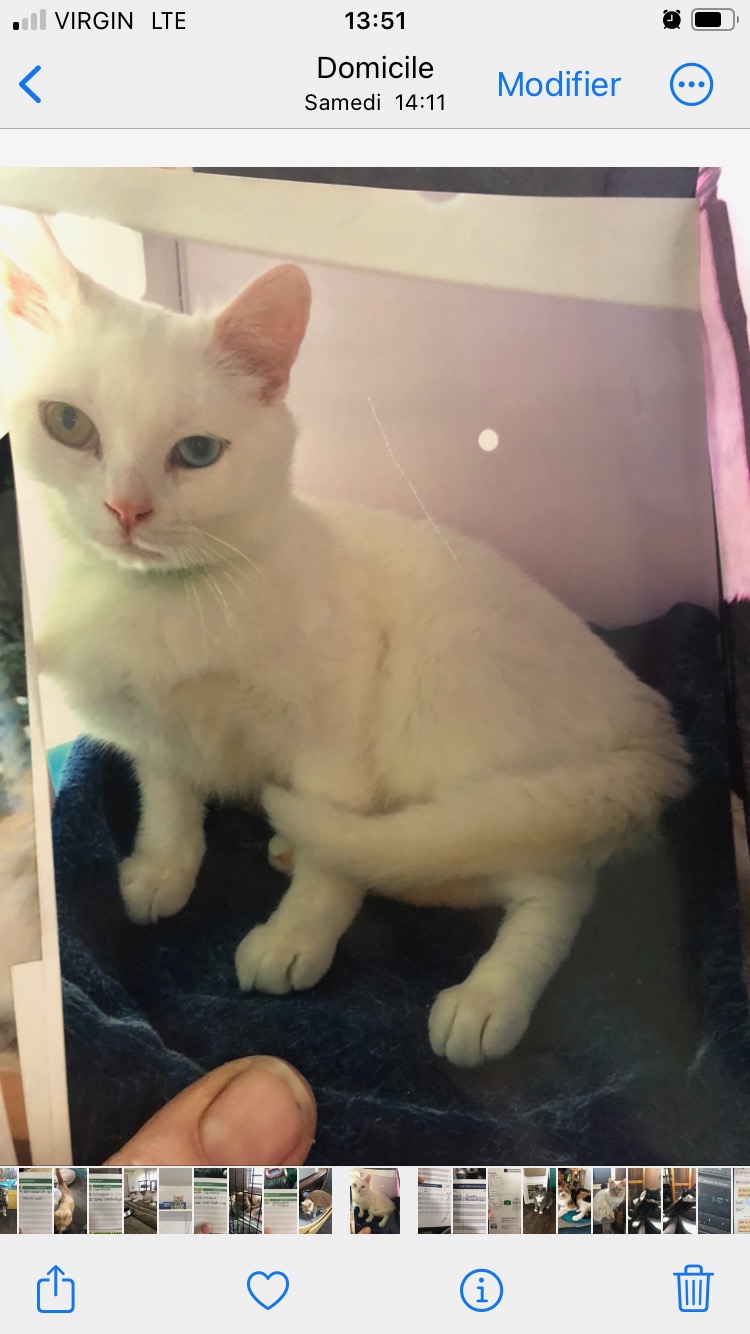 Bazil, an adoptable Domestic Short Hair in Saint-Calixte, QC, J0K 1Z0 | Photo Image 2
