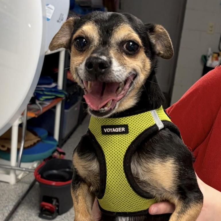 Ricky, a ADOPTABLE mixed breed in Normal, IL image 2/4