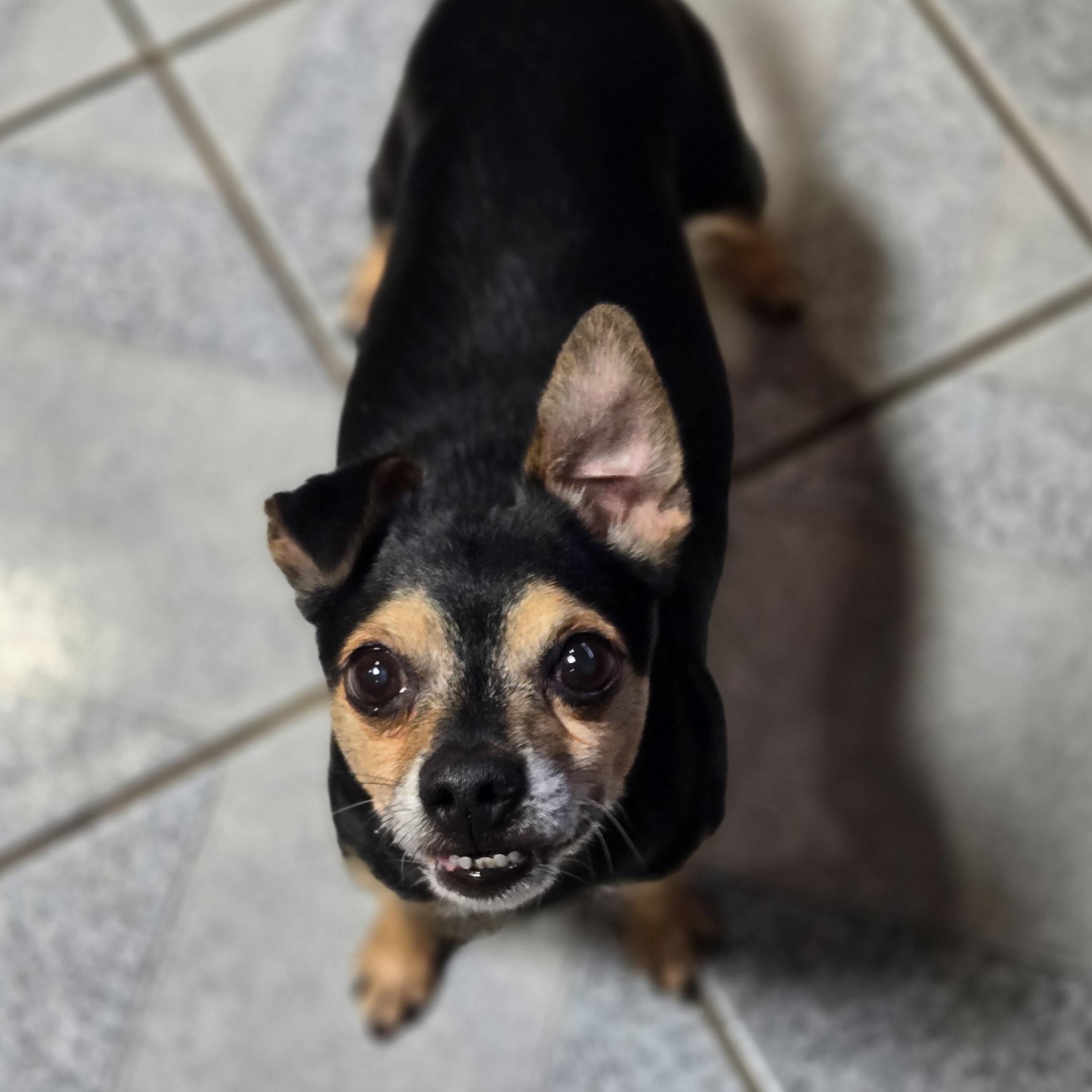 Ricky, a ADOPTABLE mixed breed in Normal, IL image 4/4